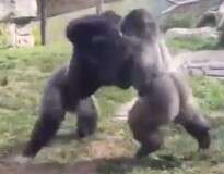 Vídeo chocante flagra momento em que gorilas espancam um ao outro durante briga em zoológico