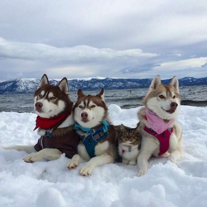 Amizade entre huskies e pequeno gatinho comove internautas