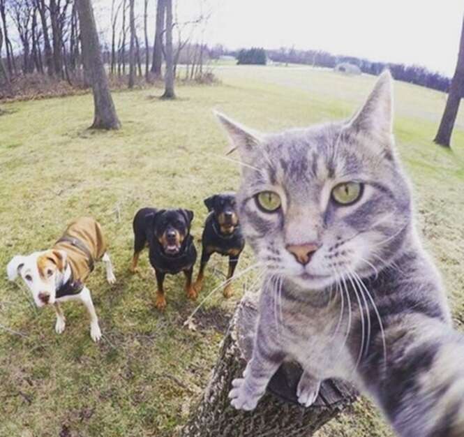 Gato faz selfie com cães e vira sensação na internet