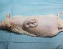 Cientistas fazem orelha crescer nas costas de rato para usar em humanos com anomalias