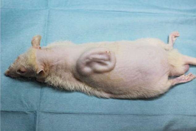 Cientistas fazem orelha crescer nas costas de rato para usar em humanos