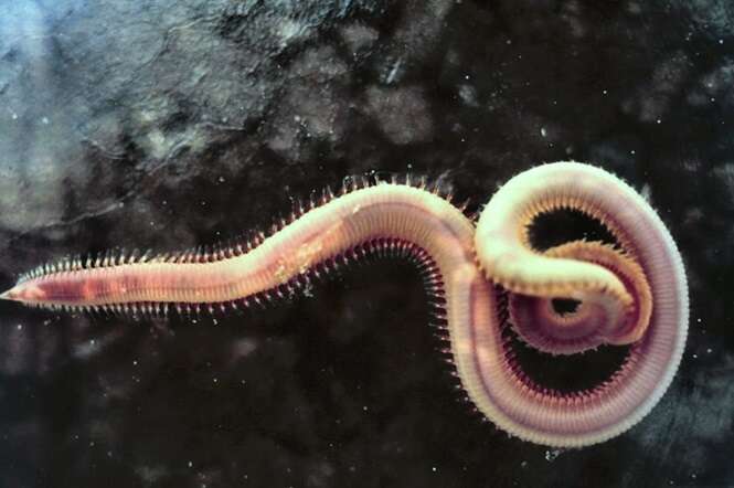 Criaturas marinhas que parecem de outro planeta