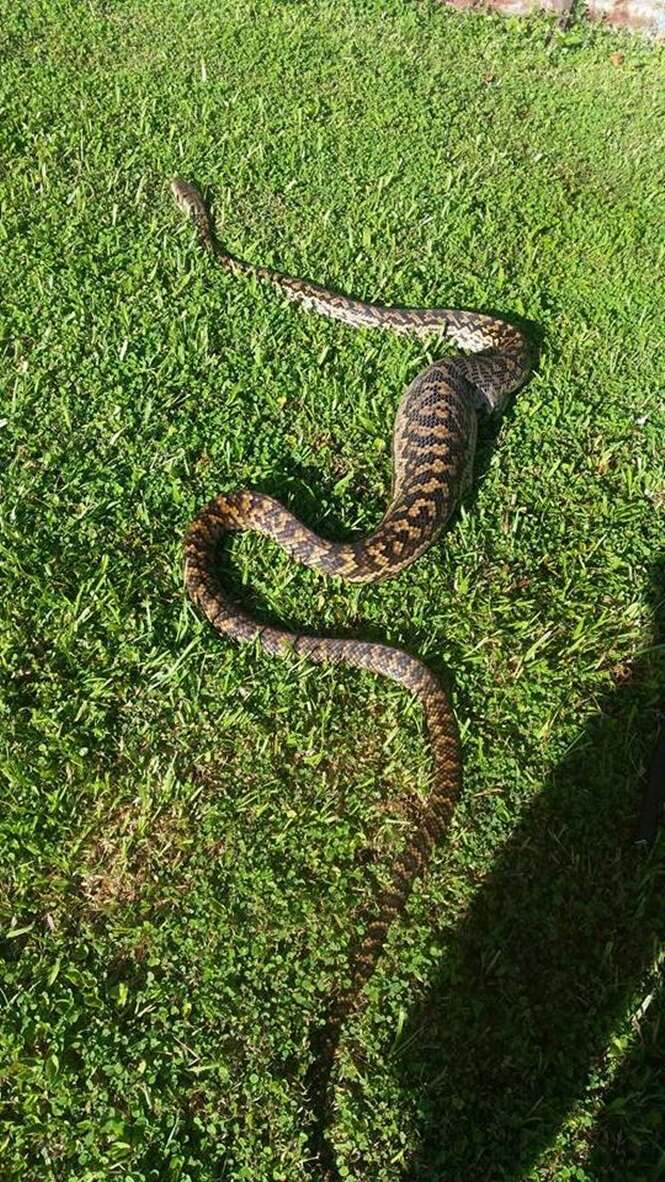 Mulher leva enorme susto ao encontrar cobra píton de 3 metros no seu quintal