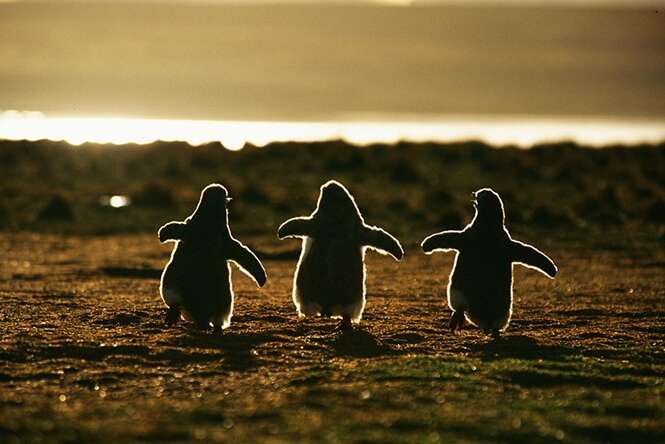 Belas imagens mostrando a beleza dos pinguins