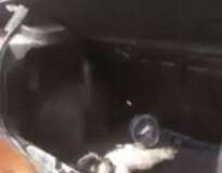 Vídeo: cão é resgatado em Belo Horizonte após ficar mais de 1 hora preso em porta-malas enquanto dona fazia compras