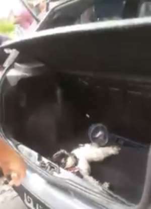 Cão é resgatado em Belo Horizonte após ficar mais de 1 hora preso em porta-malas