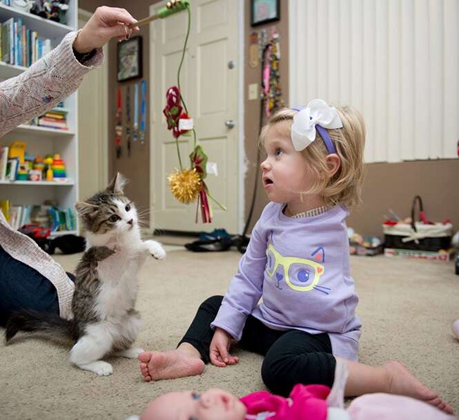 Gatinho amputado se torna melhor amigo de menina de 2 anos