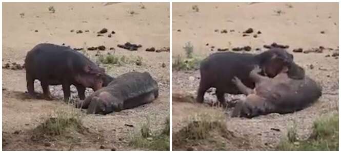 Vídeo comovente flagra hipopótamo tentando desesperadamente reviver seu amigo morto