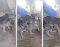 Vídeo emocionante mostra cadela vítima de maus tratos chorando ao receber carinho de funcionário de canil