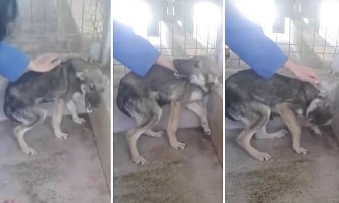 Vídeo emocionante mostra cadela vítima de maus tratos chorando ao receber carinho