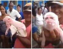 Vídeo: porco nasce com cara de macaco por causa de poluição ambiental