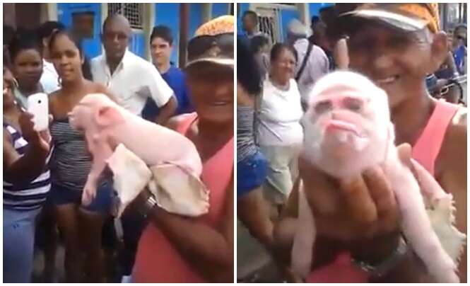 Vídeo: porco nasce com cara de macaco por causa de poluição ambiental
