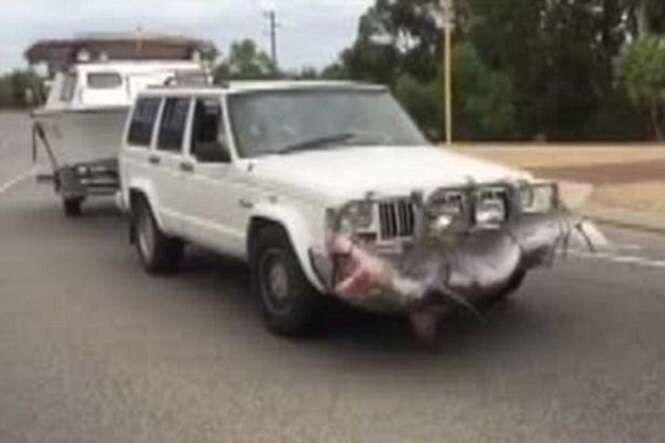 Pescador causa revolta na internet após ser flagrado usando um tubarão-tigre como para-choque de seu carro