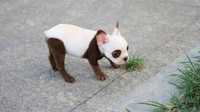 Cães que chamam atenção por suas manchas