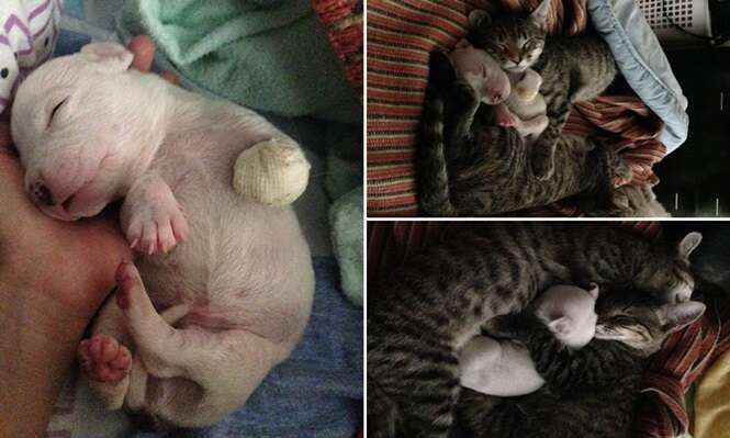 Pit bull de 3 patas é adotado por gatinhos e amizade repercute na web