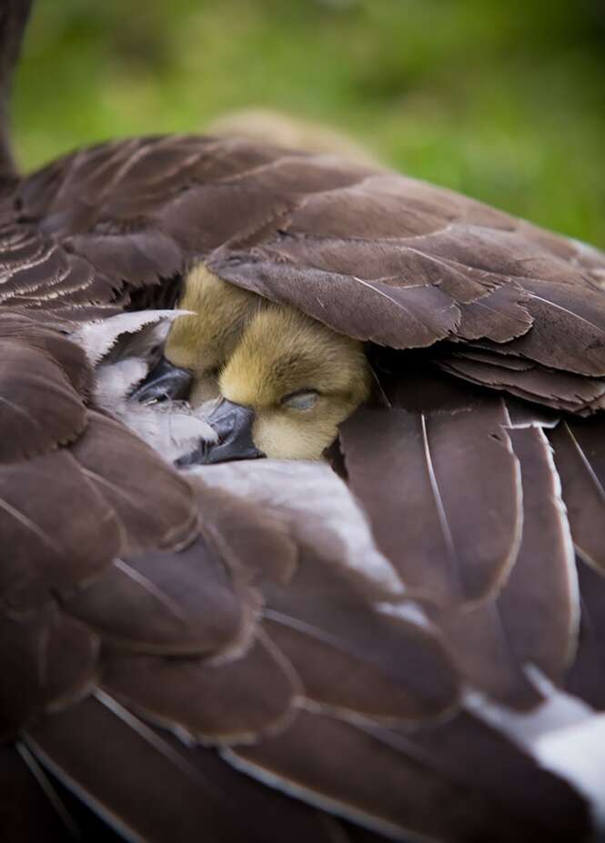 Foto: BoredPanda