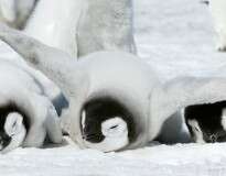 20 belas imagens mostrando a beleza dos pinguins