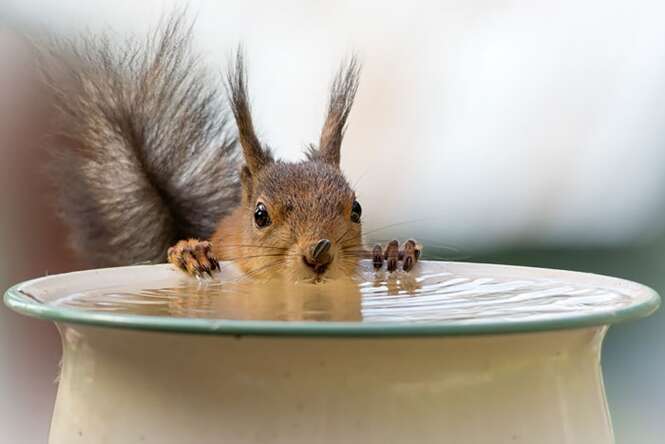 Foto: Geert Weggen