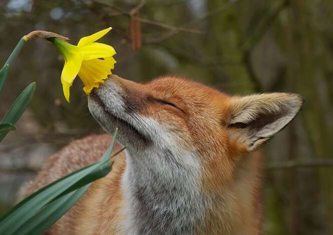Lindas fotos de animais apreciando o perfume das flores