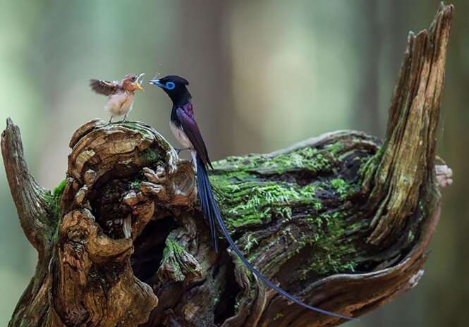 Lindas fotos de pássaros com seus filhotes