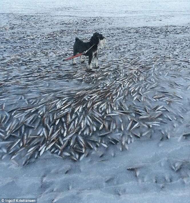 Imagens incríveis demonstrando o poder do frio