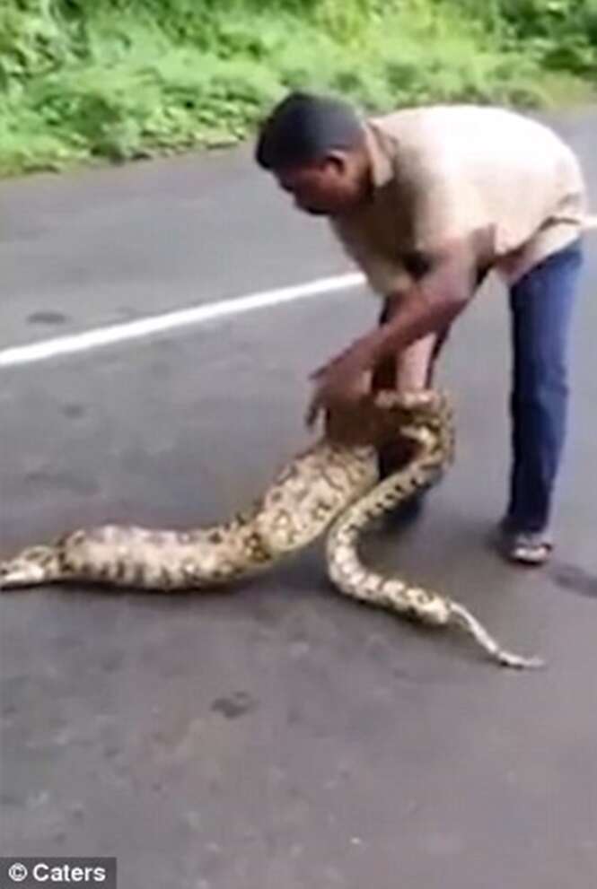 Vídeo chocante mostra momento em que agricultor espreme cobra píton gigante