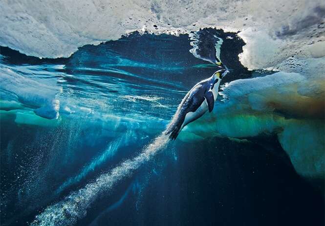 Foto: Paul Nicklen