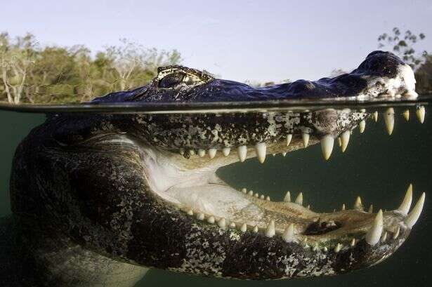 Idosa tem braço arrancado por crocodilo quando passeava com seu cão