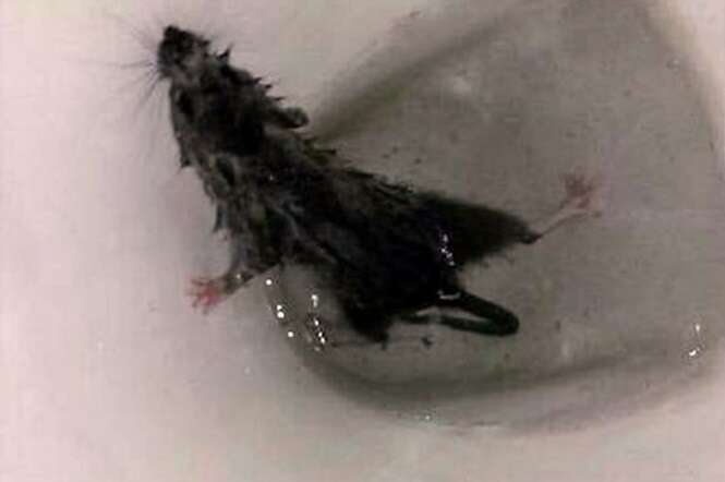 Mulher fica em choque ao levantar tampa de vaso sanitário e encontrar rato nadando