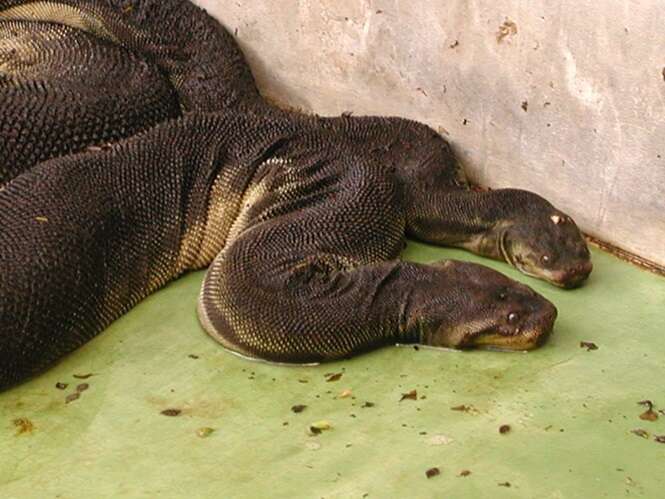 Cobras mais assustadoras e estranhas do mundo