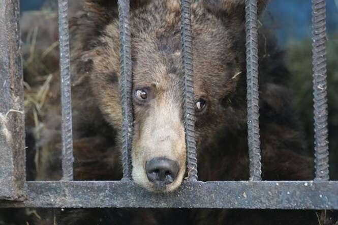 Imagens comoventes mostram animais tristes vivendo em zoológico abandonado