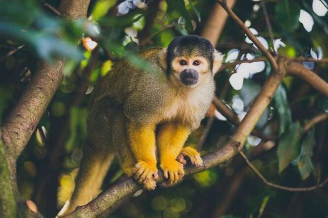 Neurocirurgião faz com sucesso transplante de cabeça em macaco