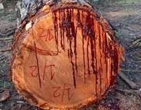 Vídeo mostra momento em que árvore começa a sangrar depois de seu tronco ser cortado