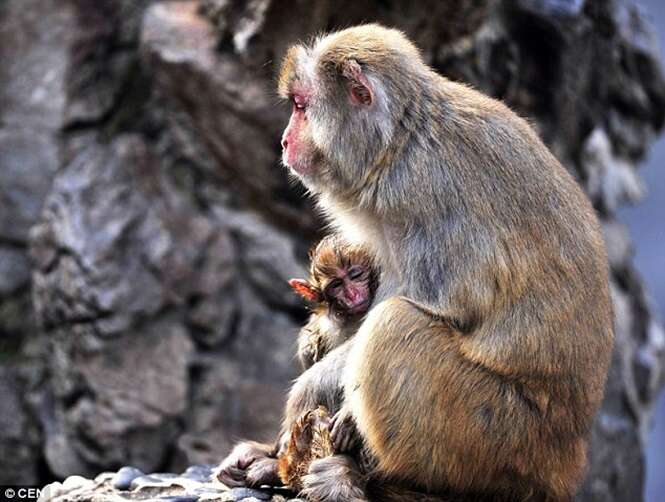 Macaca é flagrada tentando desesperadamente acordar filhote falecido