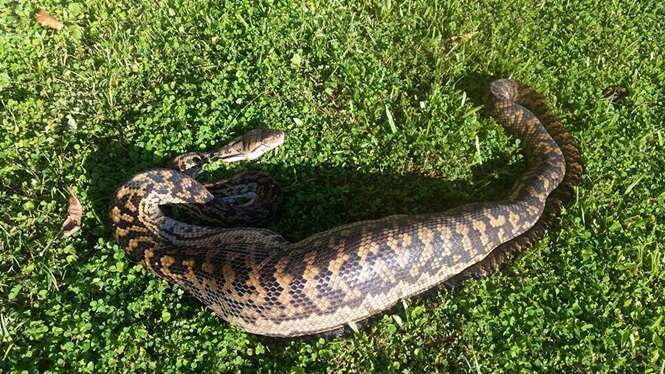 Foto:  Cairns Snake Removals/Facebook