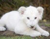 14 animais albinos que vão derreter seu coração
