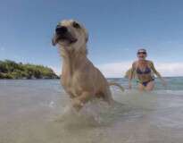 Alemã se apaixona por cão abandonado durante suas férias nas Filipinas e leva animal para casa