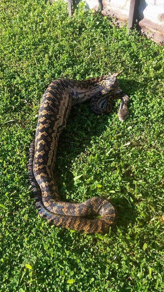 Foto:  Cairns Snake Removals/Facebook