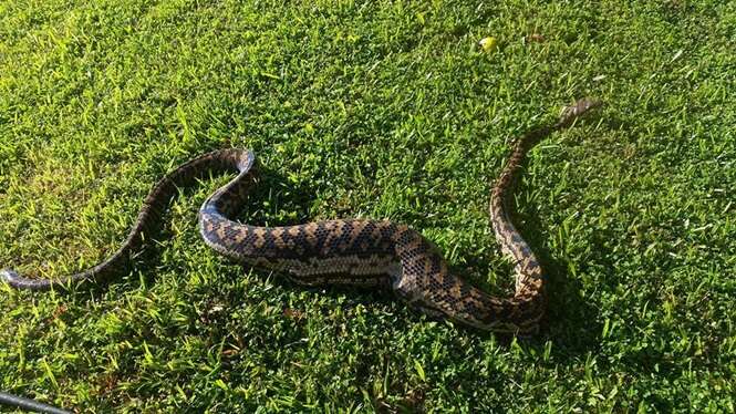 Foto:  Cairns Snake Removals/Facebook