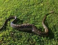 Mulher leva enorme susto ao encontrar cobra píton de 3 metros logo após réptil fazer refeição no seu quintal