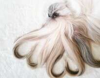 Cadelinha faz sucesso no Instagram com um novo penteado a cada dia