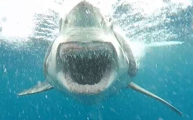 Mergulhador tira foto de enorme tubarão em posição de ataque