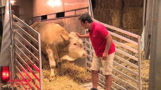 Vídeo comovente mostra boi dando vários saltos de alegria após ser resgatado de abatedouro