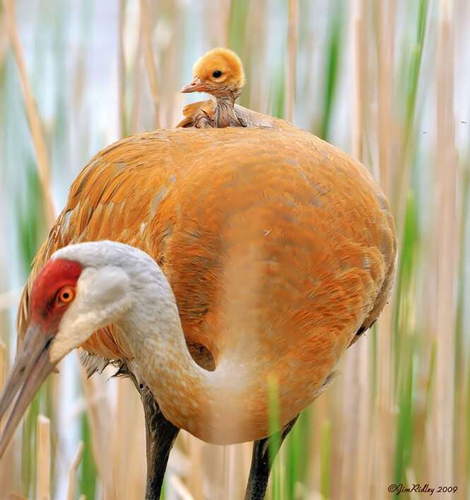 Foto: BoredPanda