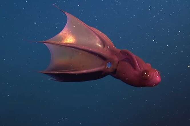 10 criaturas marinhas que parecem de outro planeta