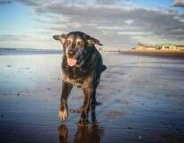 Cadela faz última viagem à praia antes de doença tirar sua vida