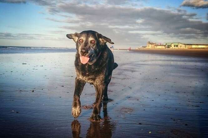 Cadela faz última viagem à praia antes de doença tirar sua vida