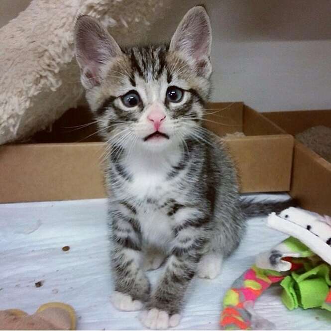 Gatinho que nasceu com expressão de preocupado faz sucesso no Instagram