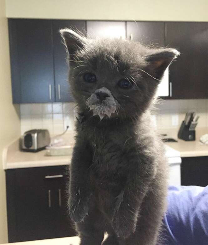 Fotos divertidas de animais durante suas refeições