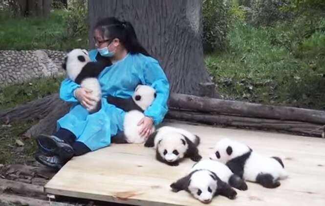 Mulher ganha 32 mil dólares para passar o dia “abraçando” pandas